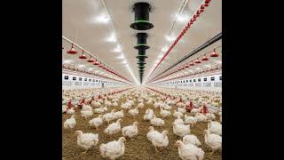 Why Good Ventilation Matters in Poultry Production