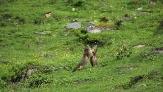 Alpine marmot with a little fight between good friends.., Europe, Alpine mountains