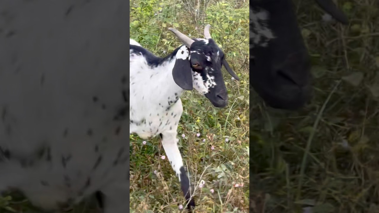 BLK GOAT FARM(DM FOR ORDERS!) 