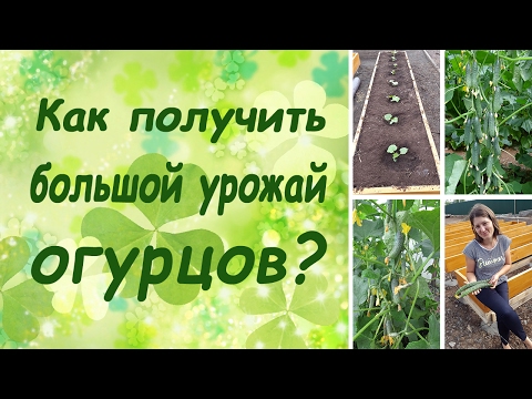 Видео: Хвойна в Сибир (30 снимки): описание на сибирските видове и сортове хвойна. Засаждане и напускане. Расте ли в западен Сибир?