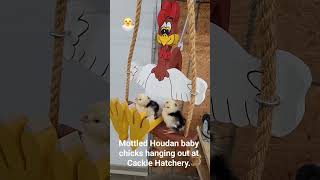 Mottled Houdan Baby Chicks Hanging Out At Cackle Hatchery