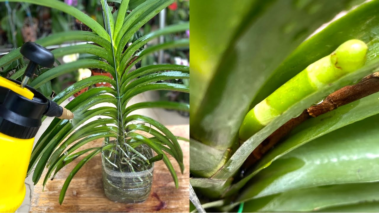 Правильный полив орхидеи Ванда быстро вырастет и даст много цветов, о которых мало кто знает