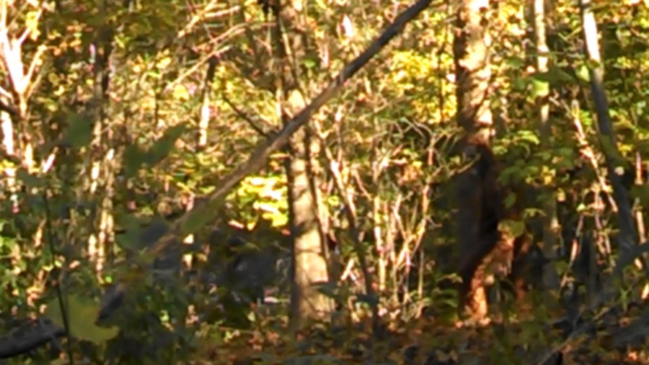 Woodbooger at flag Rock