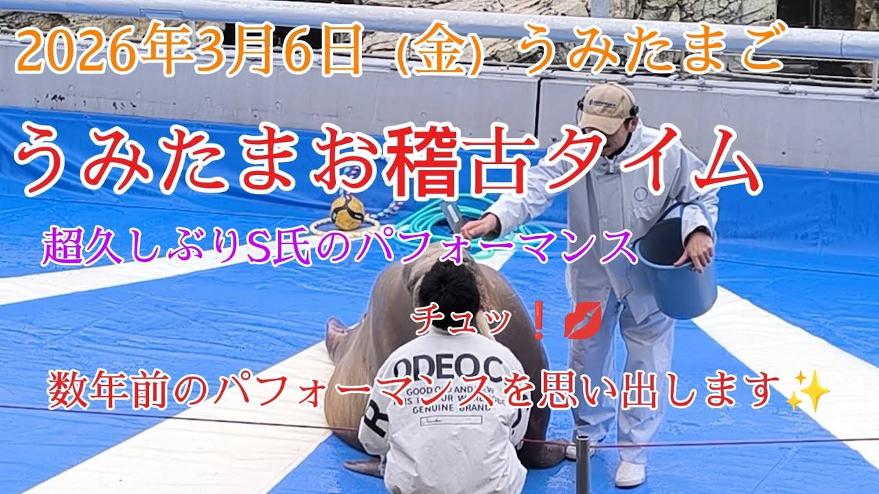 【大分マリーンパレス水族館うみたまご】2026年3月6日うみたまお稽古タイム。数年ぶりのS氏のパフォーマンスが凄かった！！