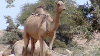 حياة البدو فى الصحراء المغربية-1
