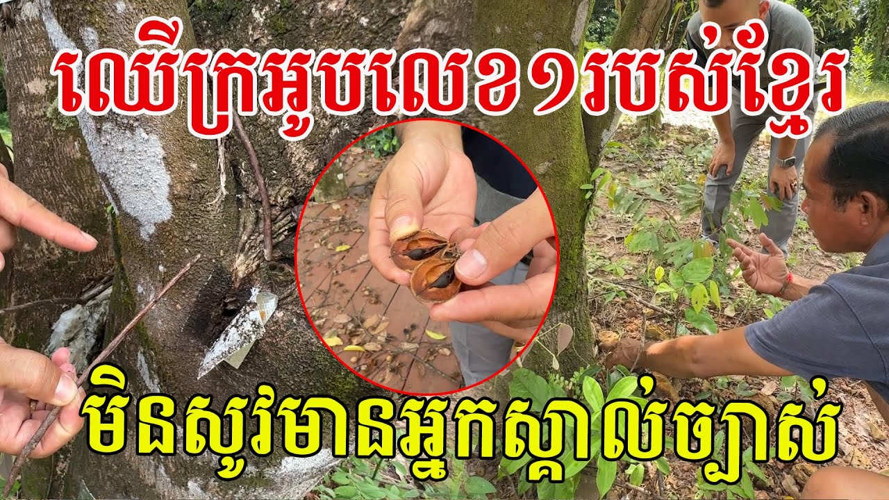 ឈើក្រអូបលេខ១របស់ខ្មែរ ដែលពិបាករកខ្លឹម ហើយមិនសូវមានអ្នកស្គាល់ច្បាស់