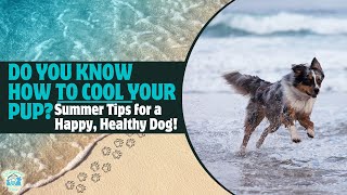 How to Keep Your Dog Cool, Comfortable & Happy All Summer!
