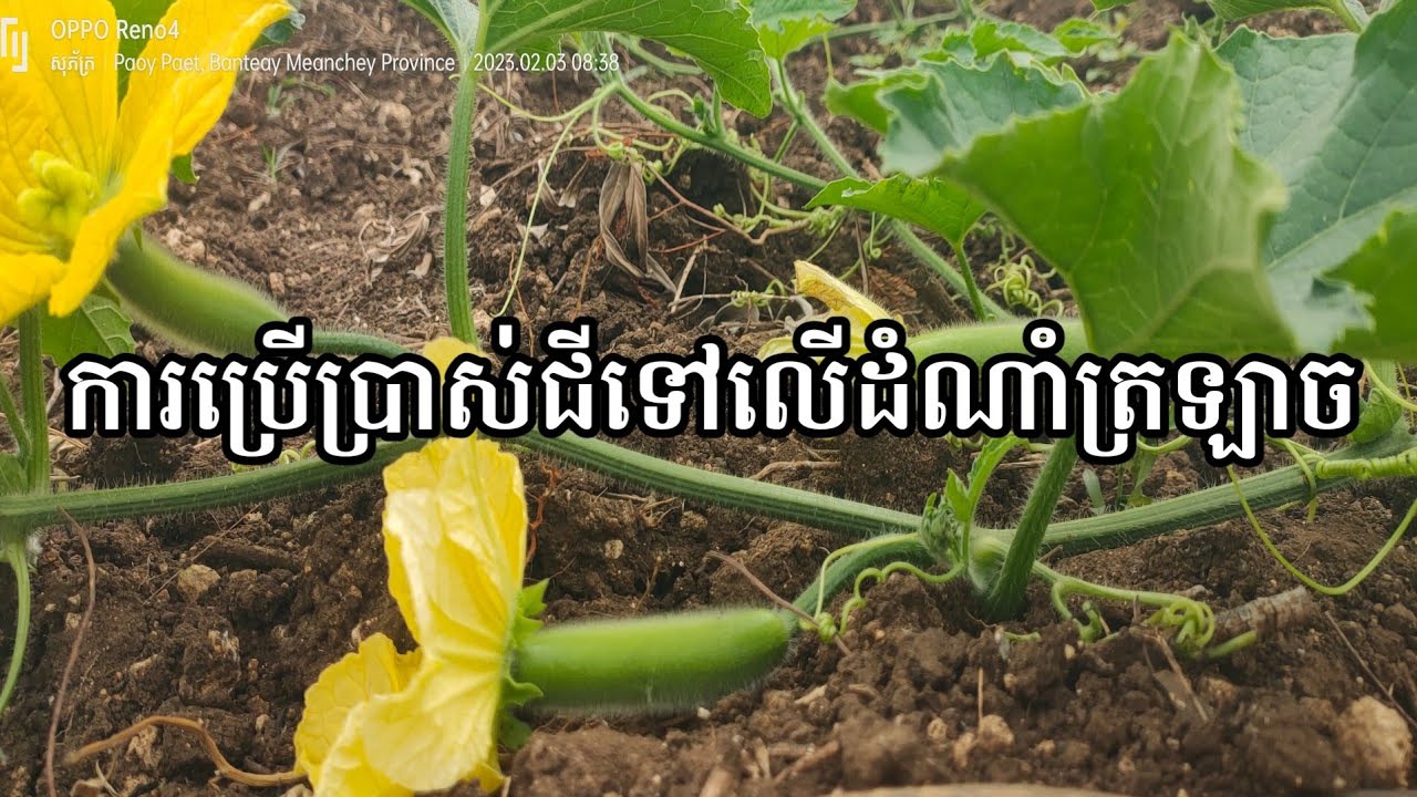 ការប្រើប្រាស់ជីលើដំណាំត្រឡាច