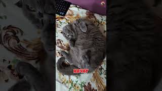 Коварный план 🤣🤣🤣#юмор #приколы #кот