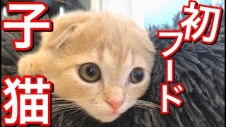カリカリフードを初めて食べた子猫が可愛すぎる！【短足マンチカン】