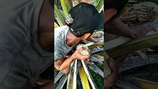 The Ancient Coconut Sap Harvesting Method 🌴🥥
