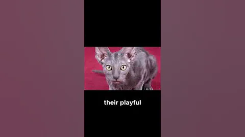 Video 6558721: cornish rex cat breed, cornish rex cat playing, cornish rex love