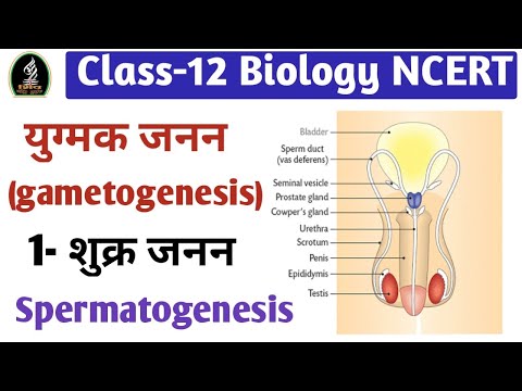 ! Ch-3 Class-12 Biology ! युग्मक जनन  (gametogenesis)  1- शुक्र जनन (Spermatogenesis ) !