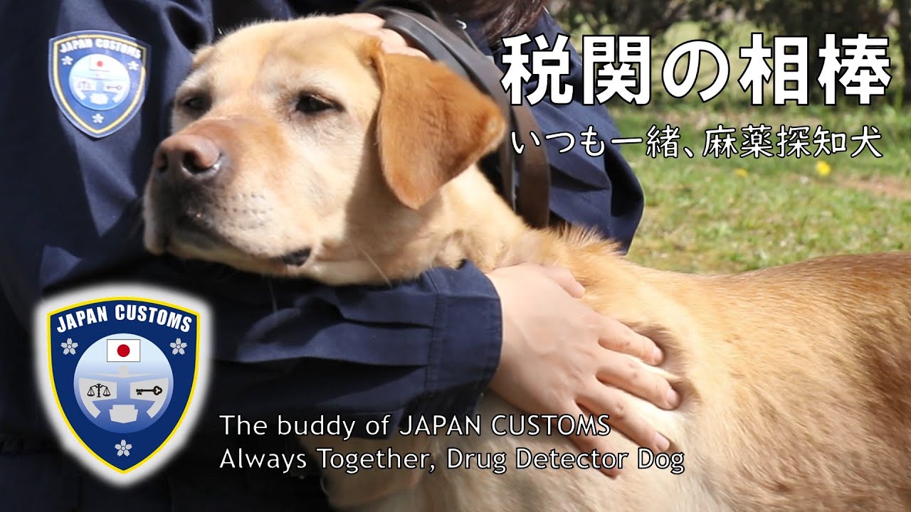 麻薬 探知 犬