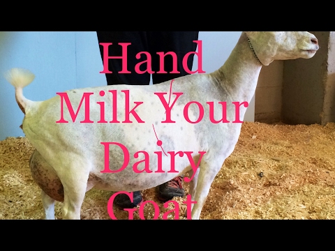 Comment le lait main votre Dairy Goat