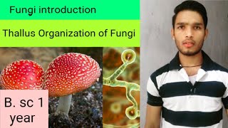 General characters of fungi, thallus Organization