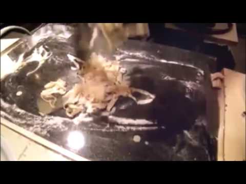 Amsterdam Fine Dining Italian . Pasta with Truffle Quattro Gatti