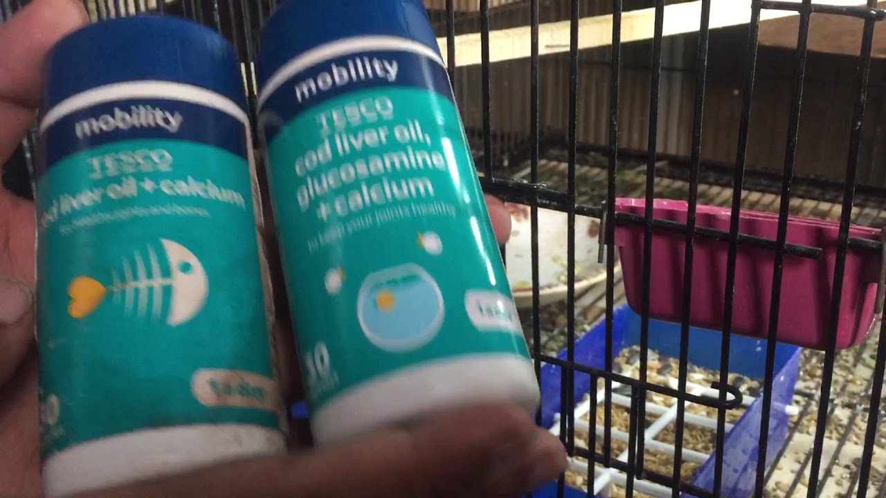 green parrotlet Birds breeding formula | breeding formula for every birds