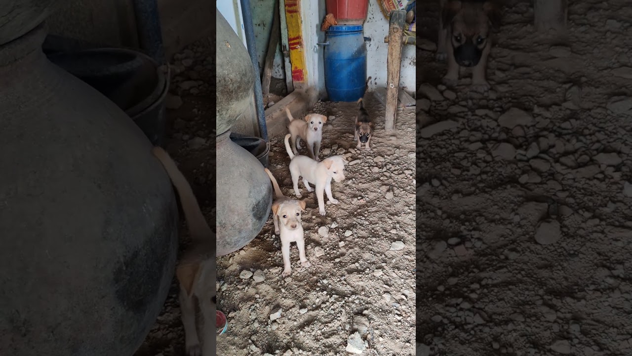 Cutest puppies in a haunted house 
