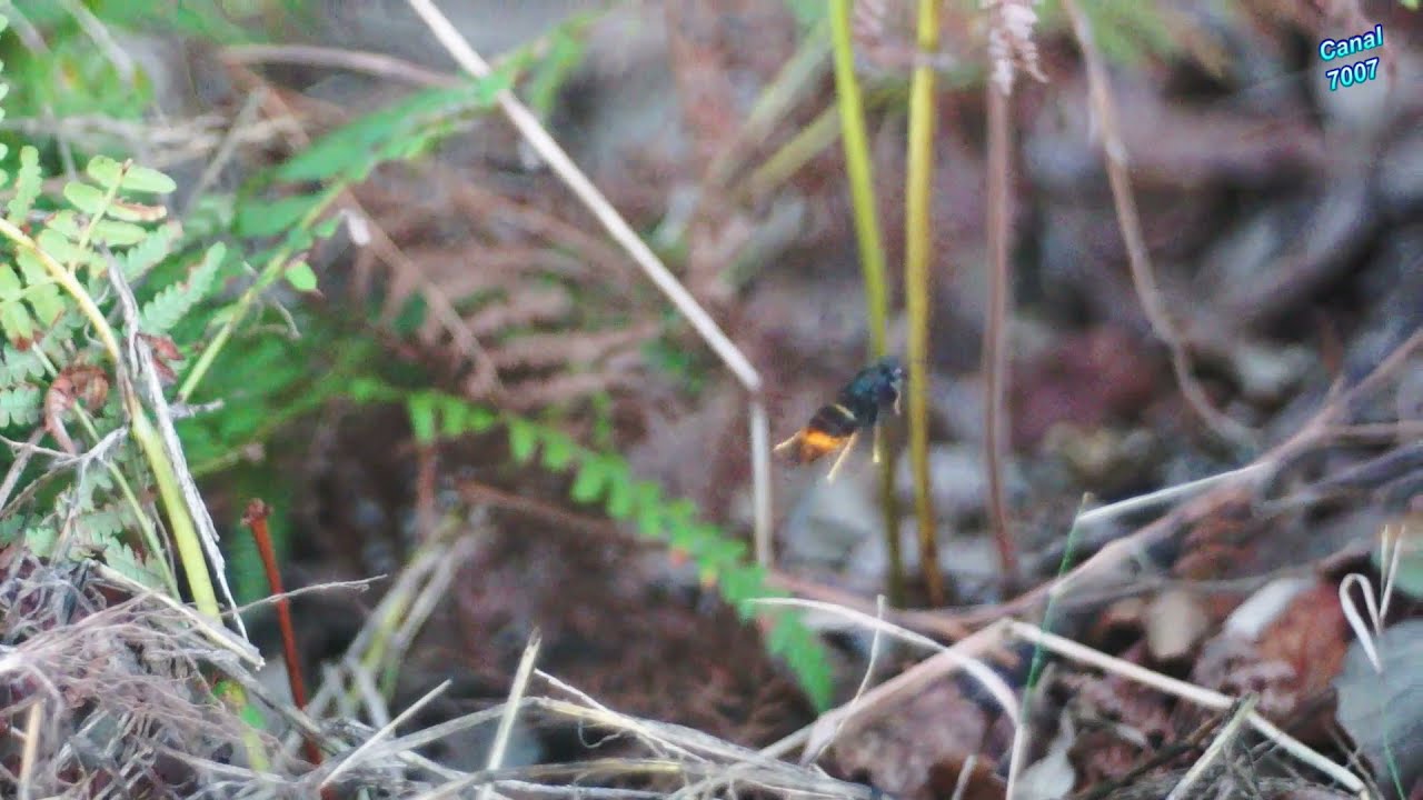 Vespa asiática a caçar vespa europeia.