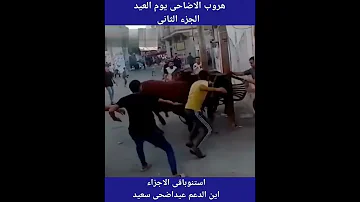 هروب عجول الاضاحى الجزء الثانى انتظرو باقى الاجزاء 