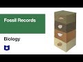 Fossil Records Unveiling The Story Of Life's Evolution