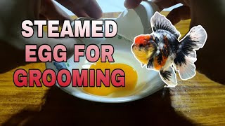 Steamed egg with Spirulina powder for Goldfish - GROOMING