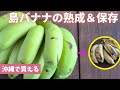 【島バナナの熟成＆保存】緑色のバナナ/沖縄の宮古島で購入/これでおいしく熟成＆おいしく長持ち/バナナ/針金ハンガーでバナナスタンド/針金ハンガーの裏ワザ/追熟