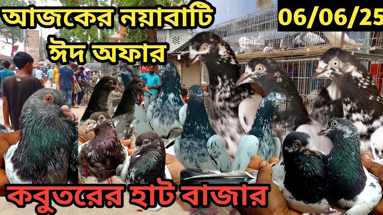 সবথেকে বড়ো কবুতরের হাট খালিশপুর নয়াবাটি(পর্ব১৩০) ০৬-০৬-২৫ largest pigeon market in khulna khalishpur