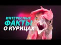 Такого о курицах вы не знали #shorts