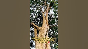 CÂY BẰNG LĂNG RỪNG ĐỘC LẠ QUÝ HIẾM TUYỆT ĐẸP TRÊN TÂY NGUYÊN