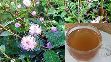 TRỊ ĐAU NHỨC XƯƠNG KHỚP,  MẤT NGỦ, CAO HUYẾT ÁP chỉ với loại cây mọc dại rẻ tiền rất hiệu quả.