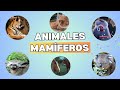 🐨🐳🦇🐘 Animales Mamíferos para Niños: ¡Fácil y Divertido!🐨🐳🦇🐘