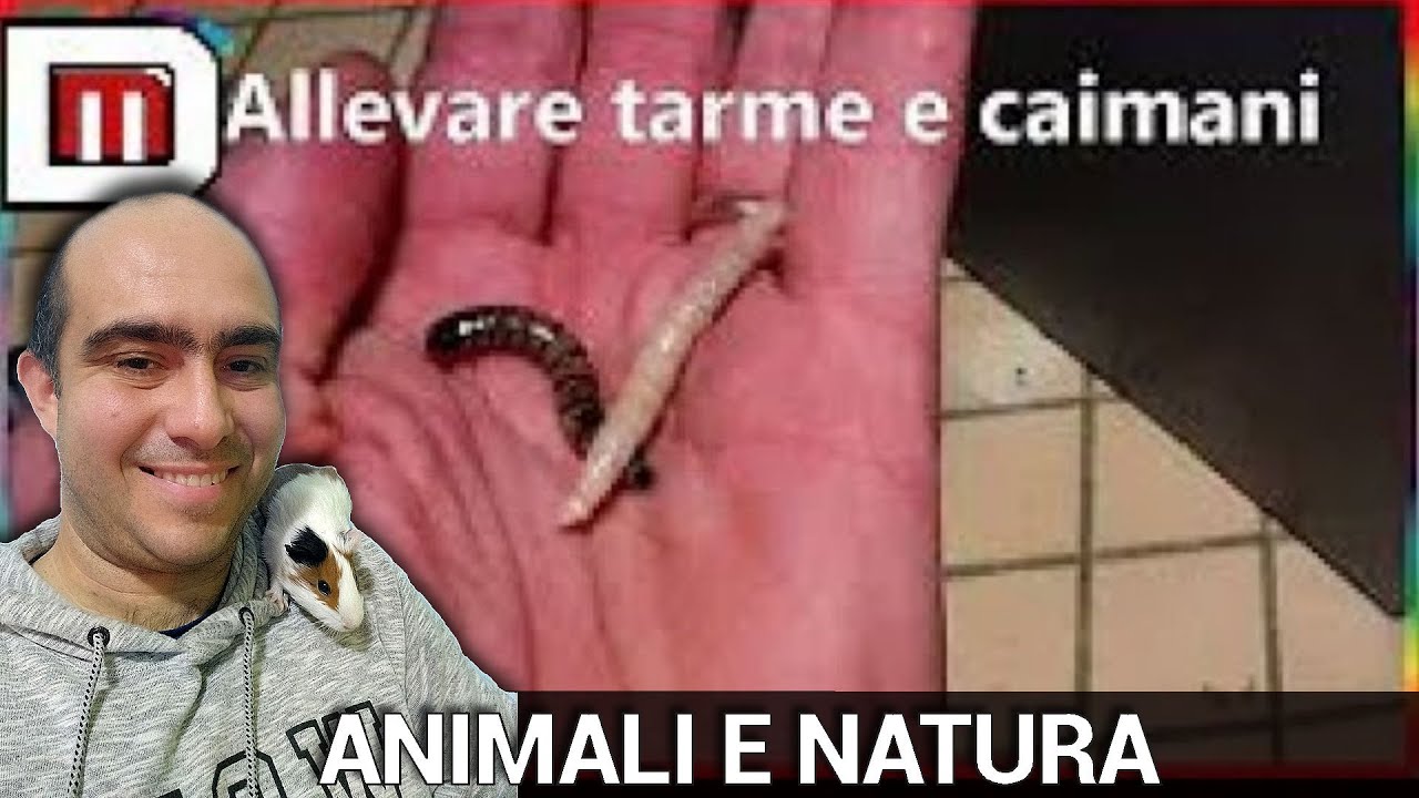 Come eliminare le farfalline dalla dispensa | DiLei
