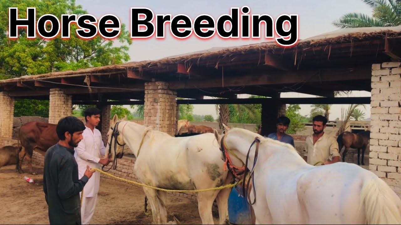 Stud Services | Equine Energy | Ghodi ko kaisey cross kervaien | Village Life Vibes