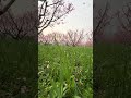 #nature 🌿🍃#trending 🔥🔥
