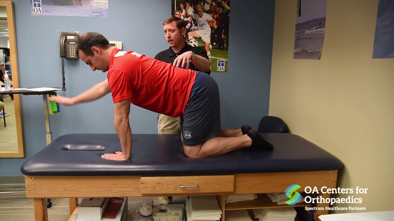 Cat Camel and Bird Dog