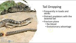 Rough Draft Lizard Lecture