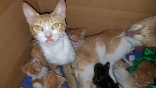 شاهد خواتات القطط كيف يتم تعمؤل مع اولاد صغيرة بعدة الولادة