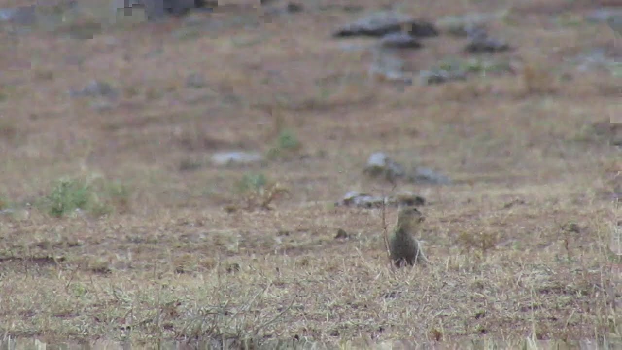 European Ground Squirrel — ‘Souslik’