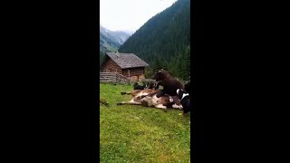 Four Bernese Mountain Dogs vs Bear — The Ultimate Rescue!