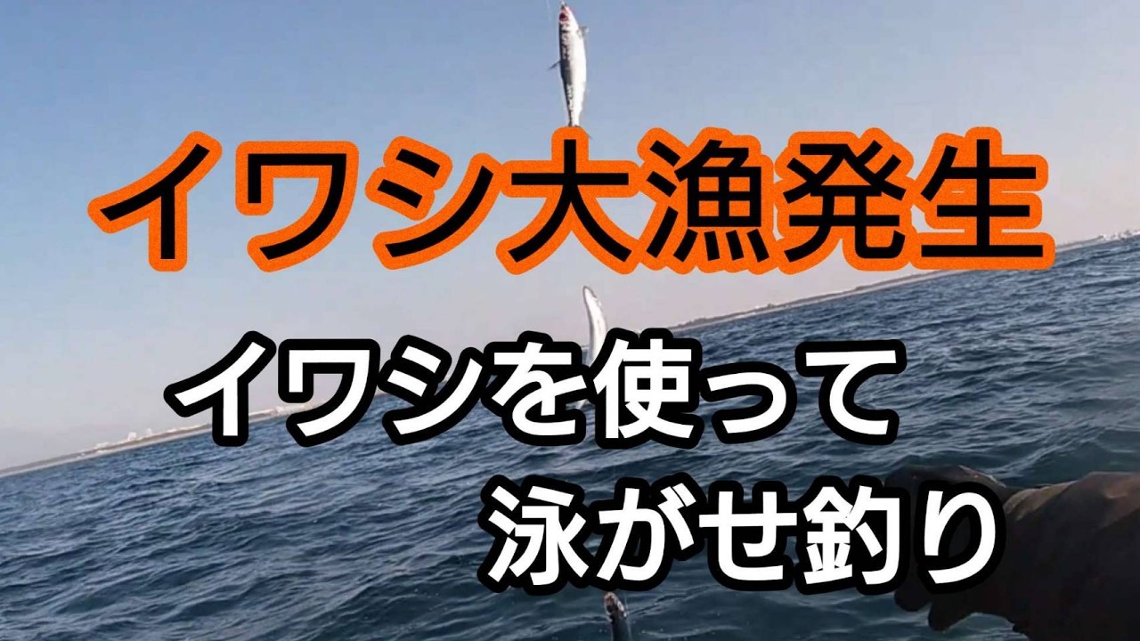 イワシを浅場で泳がせてみる