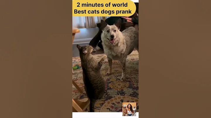 Video 11097701: cats dogs pets laugh, cat best pets, pets lover animals, loud cat