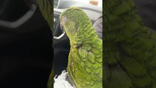 Quando ele entra no carro da vontade de dormir. #papagaio
