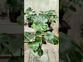 ＃モンステラの肥料遣り #植物 #枯れた #plants