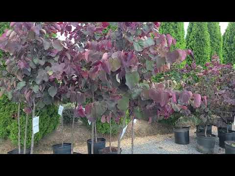 Video: Forest Pansy Redbud Information: Co jsou Forest Pansy Trees