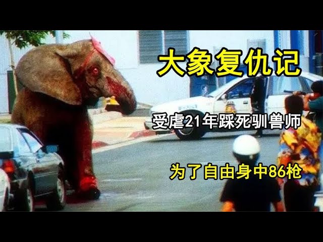 1994年大象復仇記，在受虐21年後踩死馴獸師，爲了自由身中86槍