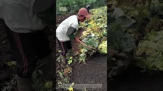 Mastering the Hoe: Traditional Land Preparation for Organic Farming