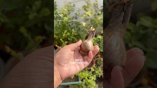 Growing Rajnigandha and Nerine lily at home from bulb #terracegarden #gardeningtips
