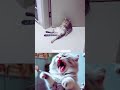 Funny Animals #15